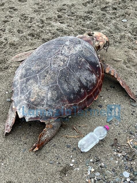 Lamezia, ritrovata sulla spiaggia di Ginepri carcassa di tartaruga caretta caretta