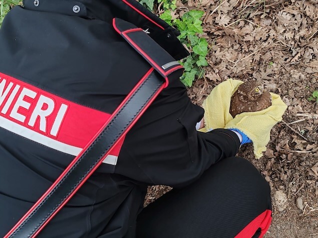 Maida (CZ). I Carabinieri soccorrono e salvano due specie protette