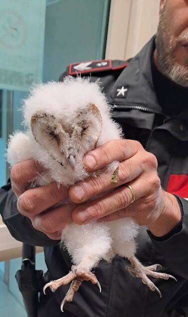 Amaroni (CZ). I Carabinieri salvano un rapace notturno appartenente a "specie protetta"